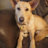 Entry image for Pippin