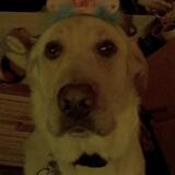 Entry image for Dakota