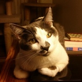 Entry image for Woody