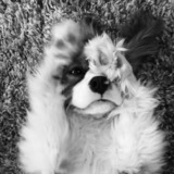 Entry image for Lenny