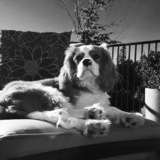 Entry image for Lenny