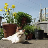 Entry image for Blondie