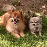 Entry image for Homey and Tinkerbell