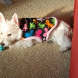 Entry image for Sir Frosti