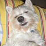 Entry image for Sir Frosti Maximillion