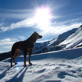 Entry image for Indigo