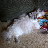 Entry image for Pearly Girl