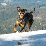 Entry image for Indigo