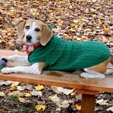 Entry image for Arrowyn (pronounced Arrow-win)