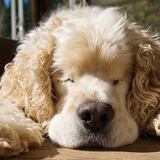 Entry image for Tobey