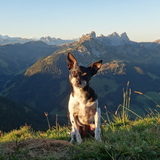 Entry image for Ratatouille