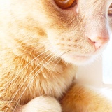 Entry image for Finnegan