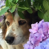 Entry image for Abby