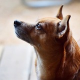 Entry image for Cooper