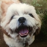 Entry image for Oscar