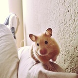 Entry image for Olivia