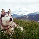 Entry image for Tika