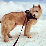 Entry image for Kiba