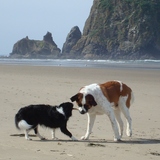 Entry image for Bruno and Bella