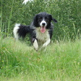 Entry image for Bella