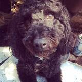 Entry image for Gus Gus