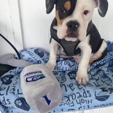 Entry image for Bruschi