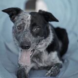 Entry image for Cade