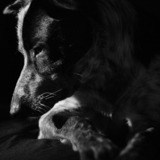 Entry image for Cade