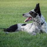 Entry image for Annie