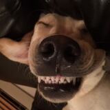 Entry image for Riley