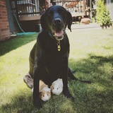 Entry image for Charlie Brown