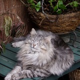 Entry image for Astrid