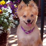 Entry image for Bobby