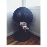 Entry image for Leland