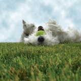 Entry image for Findlay