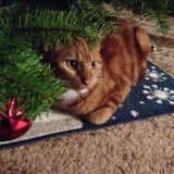 Entry image for Biscotti 