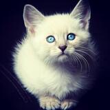 Entry image for Tiny