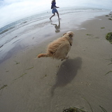 Entry image for Toby