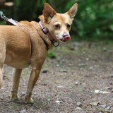 Entry image for Lola