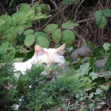 Entry image for Casper