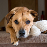 Entry image for Daisy