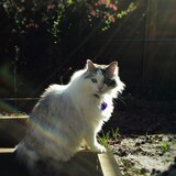 Entry image for Munky