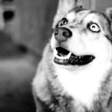 Entry image for xavier