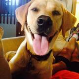 Entry image for Samantha Kangaroo-dog Leatherman