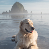 Entry image for Scout