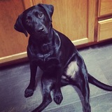 Entry image for Cynder 