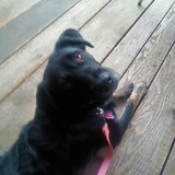 Entry image for Cessna