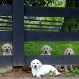 Entry image for SHANE