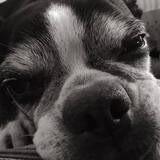 Entry image for Simone "Moni" Gibbs