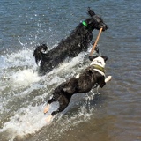 Entry image for Oscar